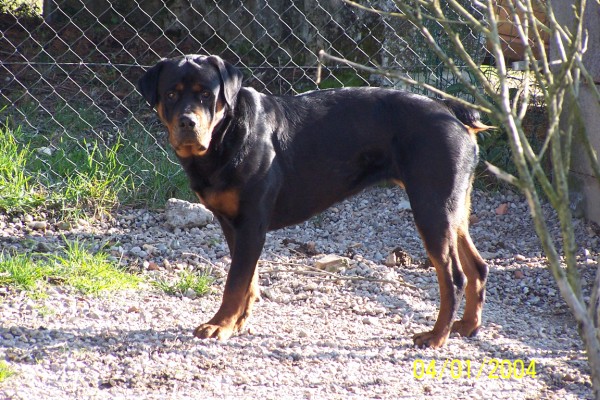 Tess (Sans Affixe)