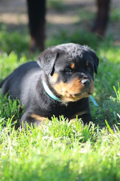 van saxbartt - Chiots disponibles - Rottweiler