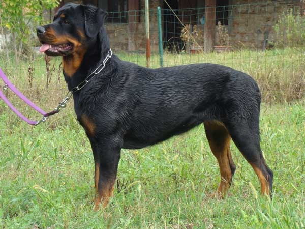 van saxbartt - Rottweiler - Portée née le 18/02/2009