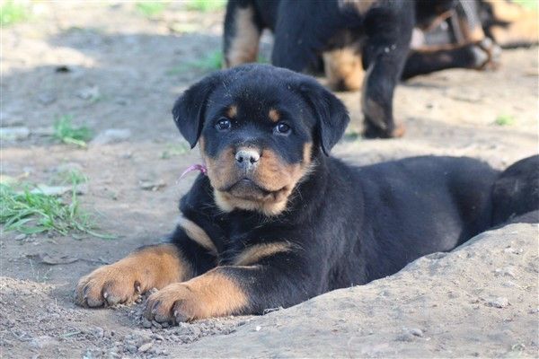 van saxbartt - Chiots disponibles - Rottweiler