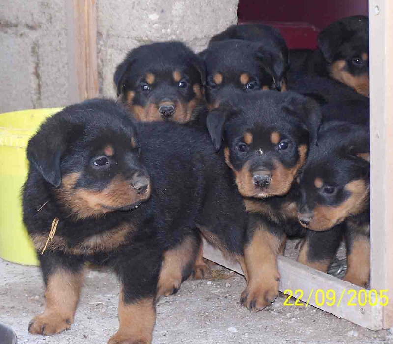 Chiot Rottweiler van saxbartt