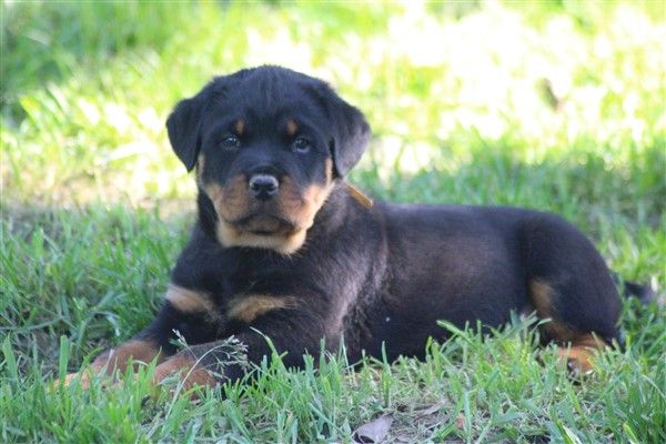 van saxbartt - Chiots disponibles - Rottweiler