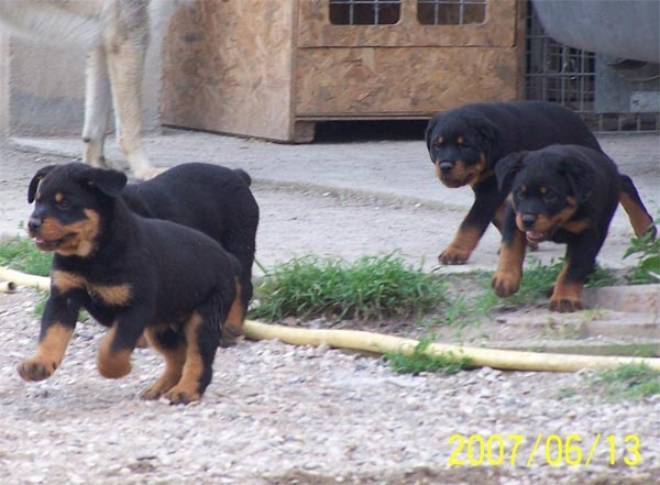 van saxbartt - Rottweiler - Portée née le 18/04/2007