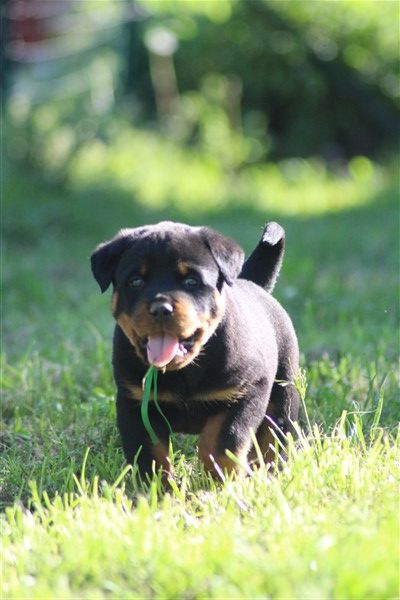 van saxbartt - Chiots disponibles - Rottweiler