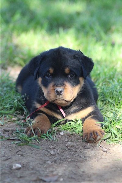 van saxbartt - Chiots disponibles - Rottweiler