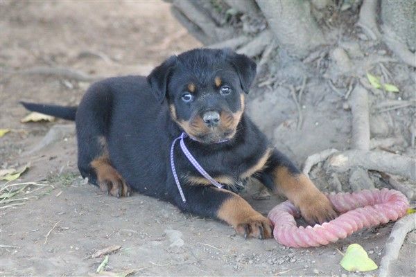 van saxbartt - Chiots disponibles - Rottweiler