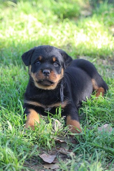 van saxbartt - Chiots disponibles - Rottweiler